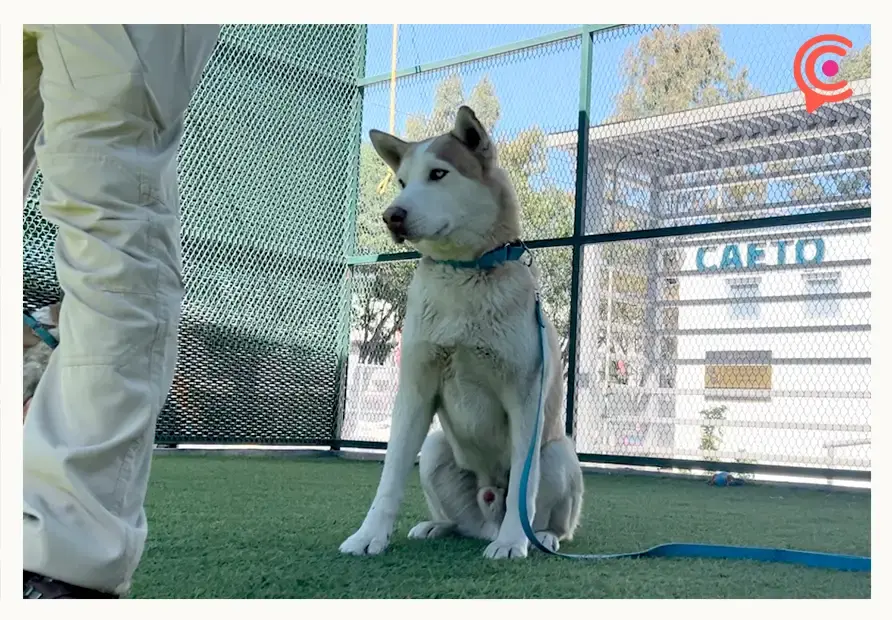 CAETO BUAP lleva más de 14 mil sesiones de terapia con animales desde su creación
