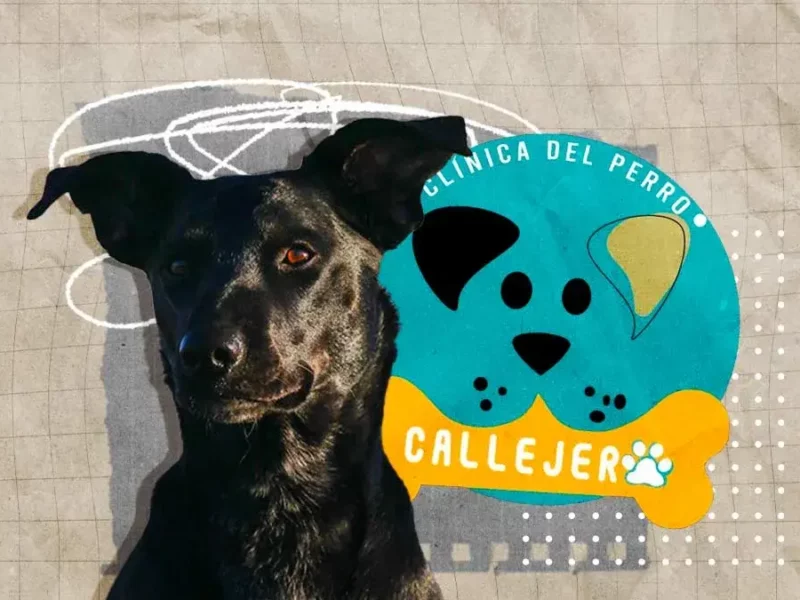 Clínica del Perro Callejero en Puebla es acusada de lucrar con animales rescatados