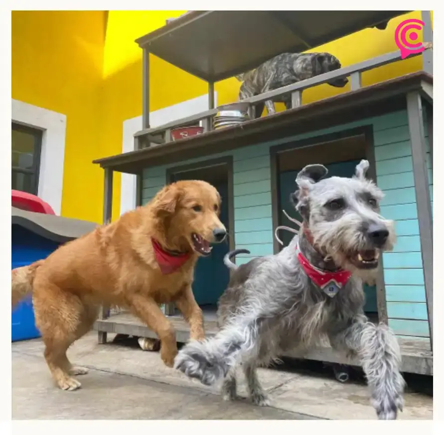 Disfruta de tus vacaciones y hospeda a tus mascotas en Hotel ReZoort en Puebla