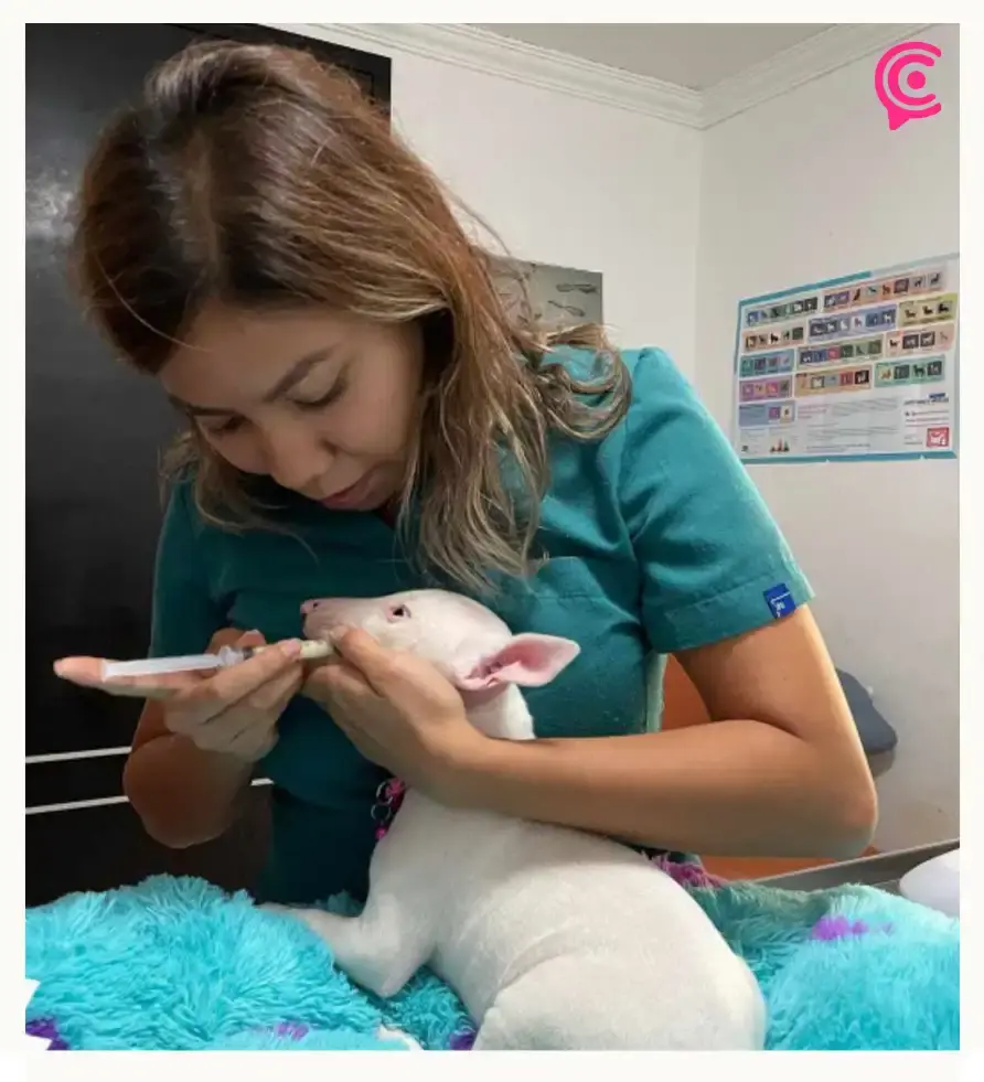 Disfruta de tus vacaciones y hospeda a tus mascotas en Hotel ReZoort en Puebla