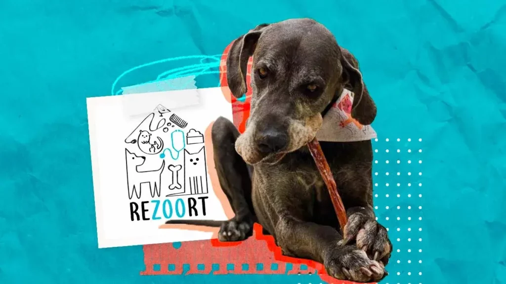 Disfruta de tus vacaciones y hospeda a tus mascotas en Hotel ReZoort en Puebla