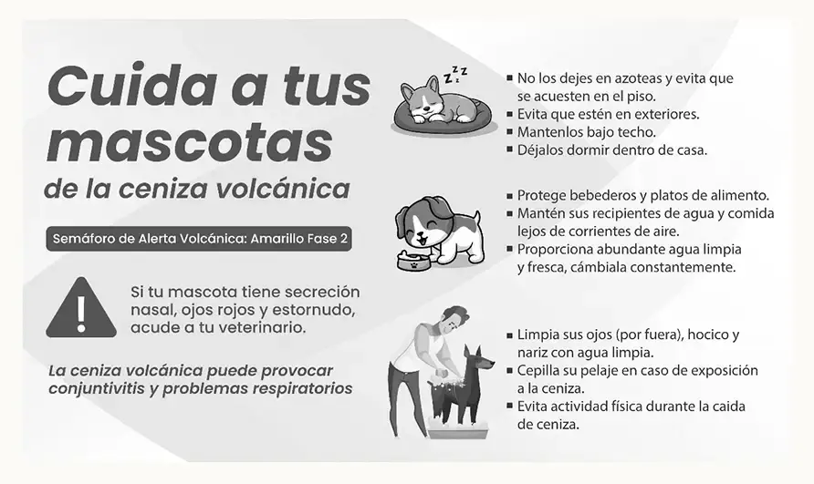 Así debes cuidar a tus mascotas ante la caída de ceniza en Atlixco