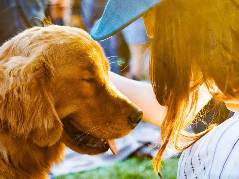 Acude a la edición 17 de la feria de la adopción de mascotas en Puebla