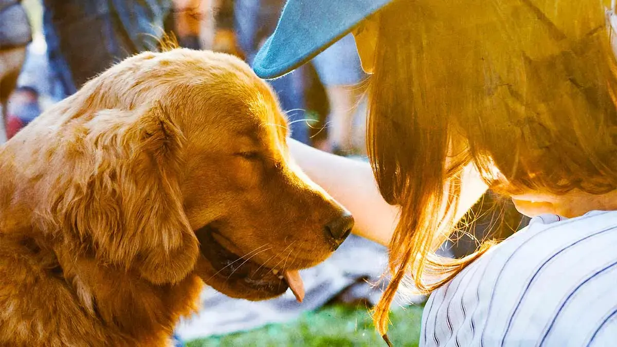 Acude a la edición 17 de la feria de la adopción de mascotas en Puebla