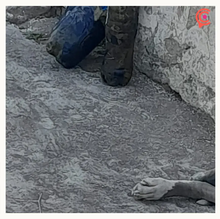 Denuncian caso de perrita presunta víctima de abuso sexual en Puebla