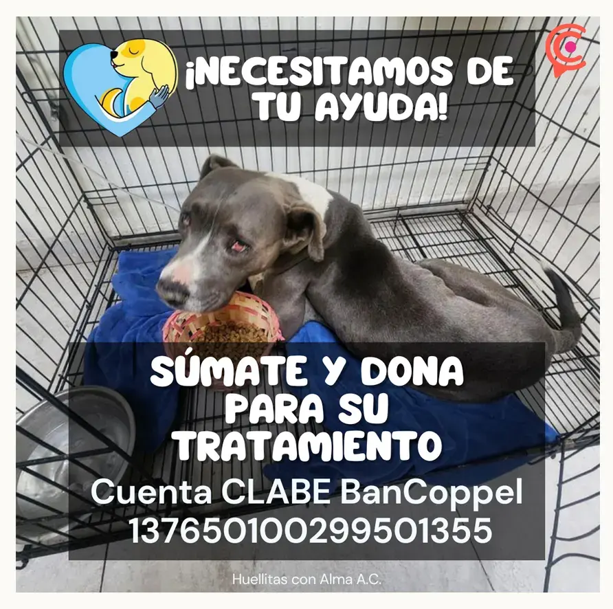 Denuncian caso de perrita presunta víctima de abuso sexual en Puebla