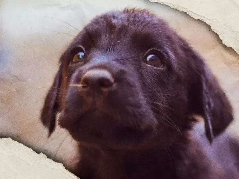 Denuncian envenenamiento masivo de perros en Tehuacán, Fiscalía de Puebla investiga el caso