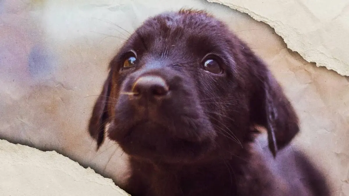 Denuncian envenenamiento masivo de perros en Tehuacán, Fiscalía de Puebla investiga el caso