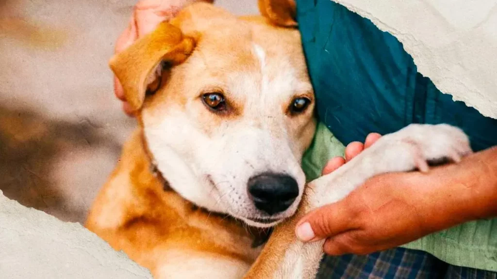 Refugio de Perritos organiza feria de adopción en Atlixco, te contamos cuándo y dónde 