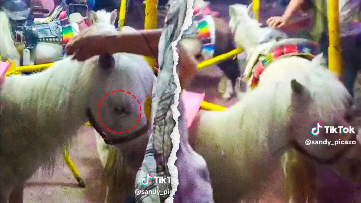 Exhiben caso de maltrato de un pony en la Feria de Xicotepec