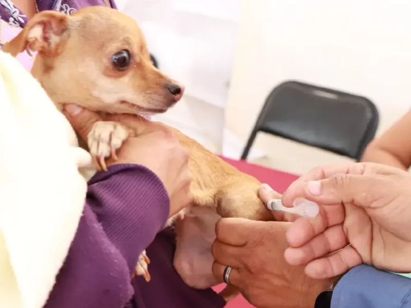 Atlixco se suma a la jornada nacional de vacunación antirrábica canina y felina