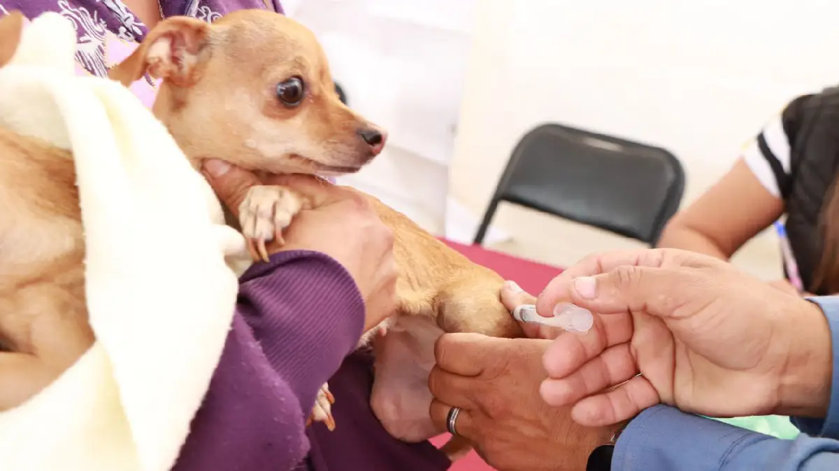 Atlixco se suma a la jornada nacional de vacunación antirrábica canina y felina
