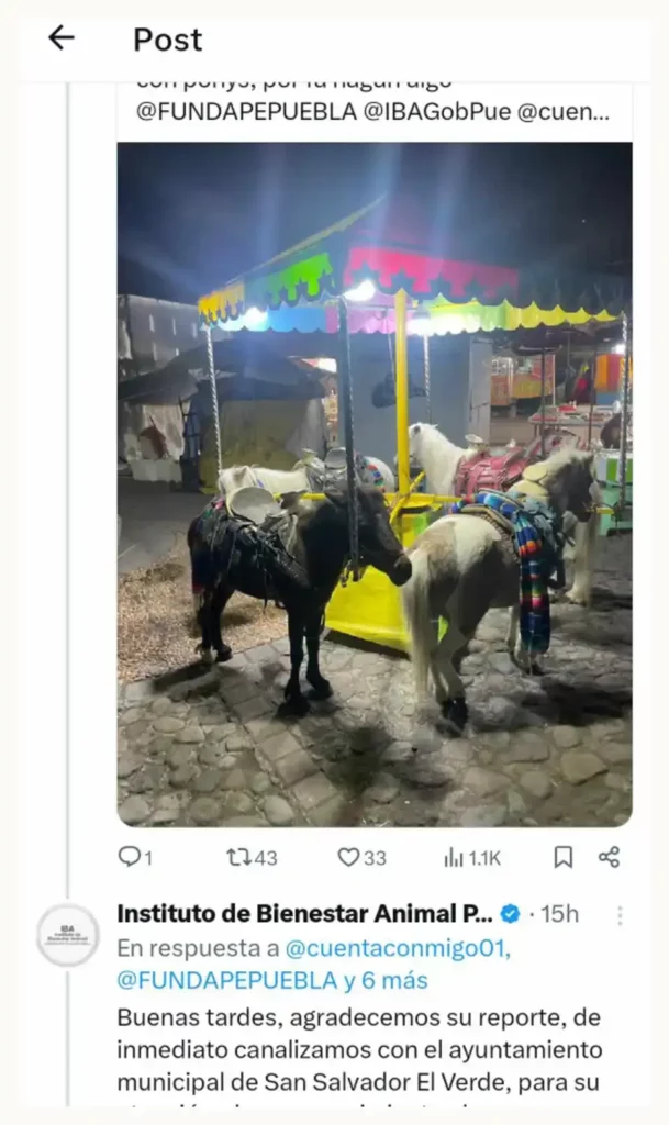 Torturan a ponis en San Salvador el Verde, autoridades de Puebla ignoran los reportes