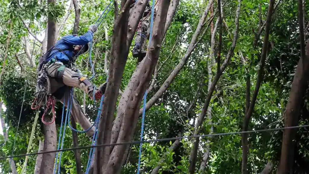 Ayuntamiento de Puebla invita a la capacitación de dictaminación de arbolado urbano
