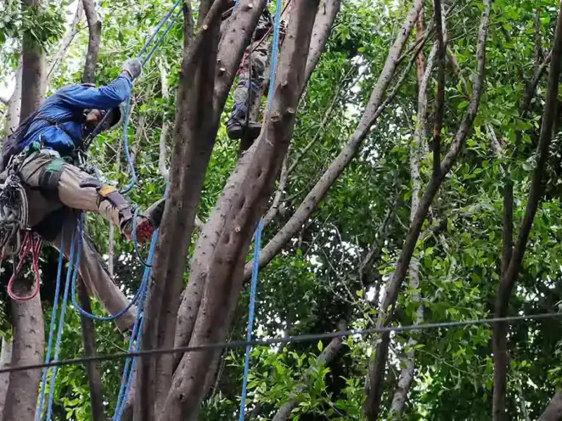 Ayuntamiento de Puebla invita a la capacitación de dictaminación de arbolado urbano