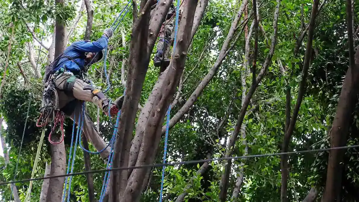 Ayuntamiento de Puebla invita a la capacitación de dictaminación de arbolado urbano