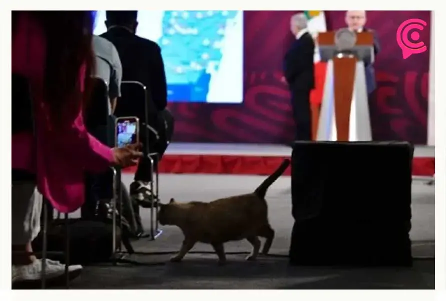 Declaran a gatos del Palacio Nacional como “Activos fijos vivos”; recibirán pensión de por vida