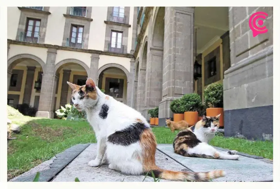 Declaran a gatos del Palacio Nacional como “Activos fijos vivos”; recibirán pensión de por vida