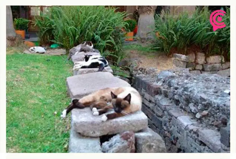 Declaran a gatos del Palacio Nacional como “Activos fijos vivos”; recibirán pensión de por vida