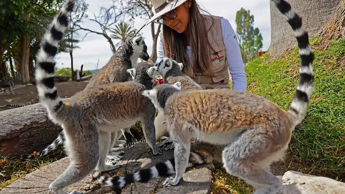 Africam Safari regalará 52 pases dobles de entrada para celebrar su aniversario