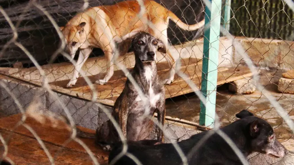 Abandonan a perros en fraccionamiento de Huejotzingo, uno perdió la vida