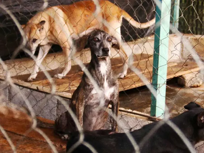 Abandonan a perros en fraccionamiento de Huejotzingo, uno perdió la vida