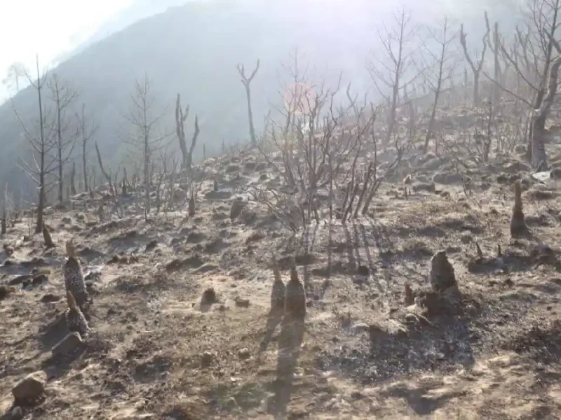 Controlan incendio forestal en el municipio de Libres, gobierno de Puebla