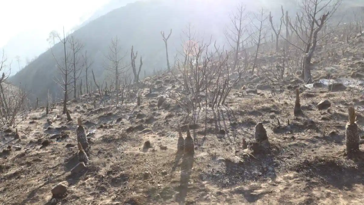 Controlan incendio forestal en el municipio de Libres, gobierno de Puebla