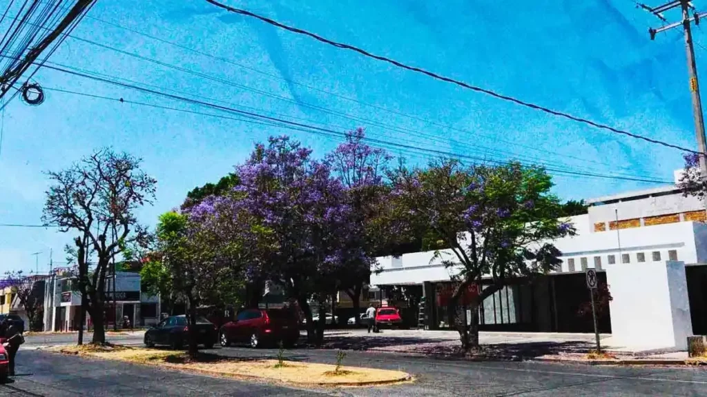Vecinos de El Mirador denuncian intento de tala de jacarandas por construcción de plaza