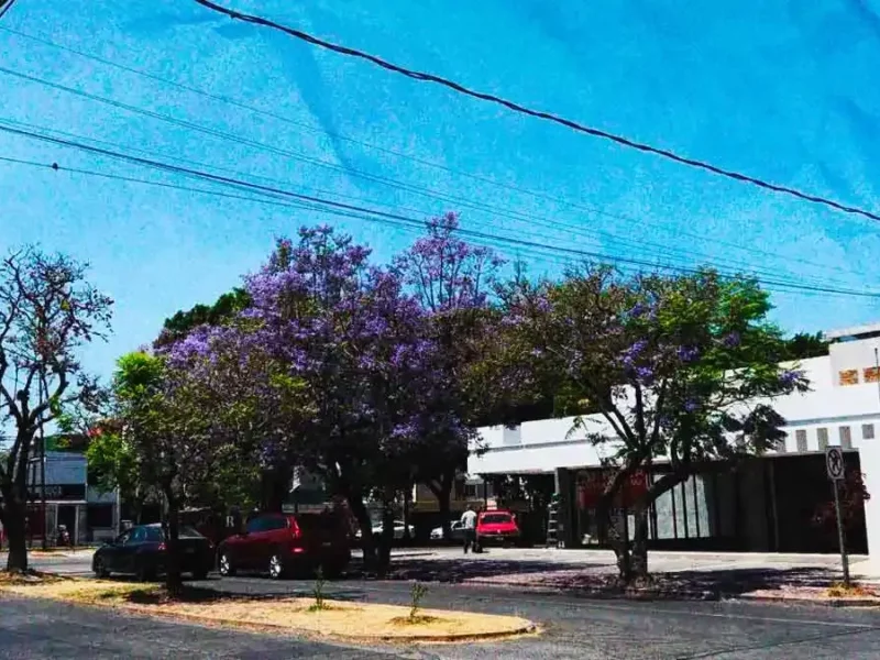 Vecinos de El Mirador denuncian intento de tala de jacarandas por construcción de plaza
