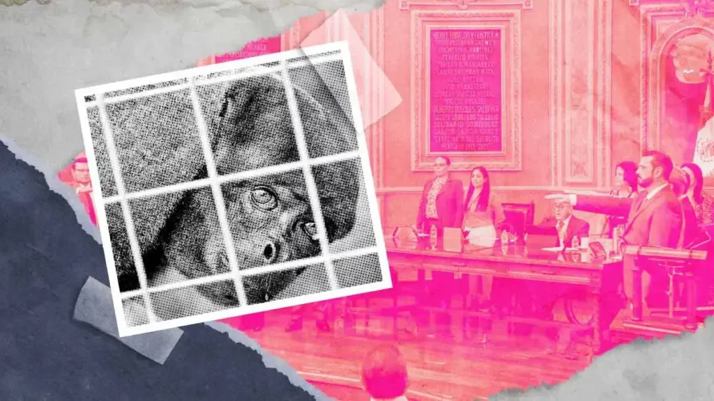 Refuerza Congreso del Estado mecanismos de denuncia ante casos de maltrato animal