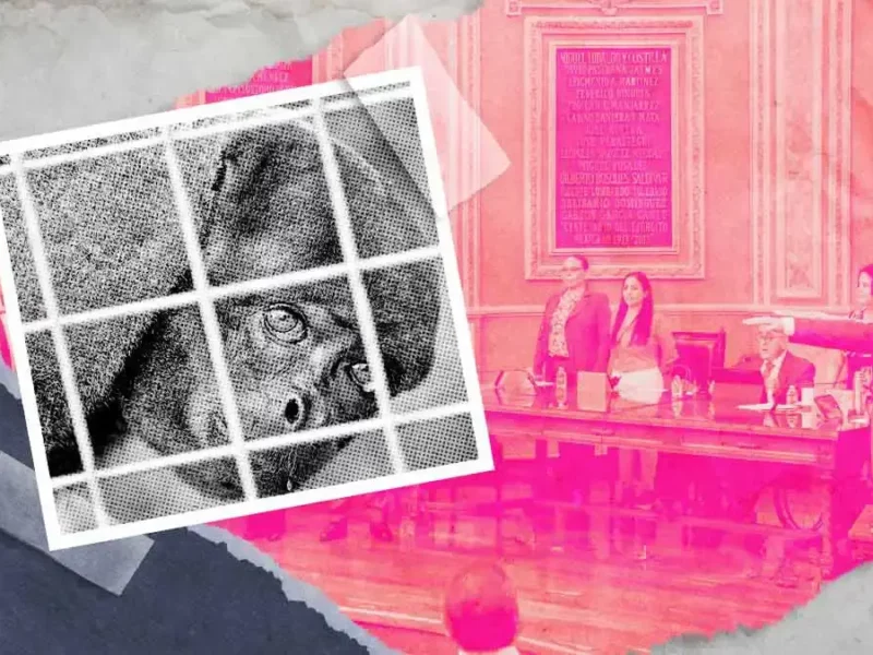 Refuerza Congreso del Estado mecanismos de denuncia ante casos de maltrato animal