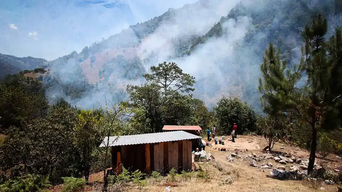 Solo el 1% de los bosques dañados por incendios y plagas en Puebla se recuperan
