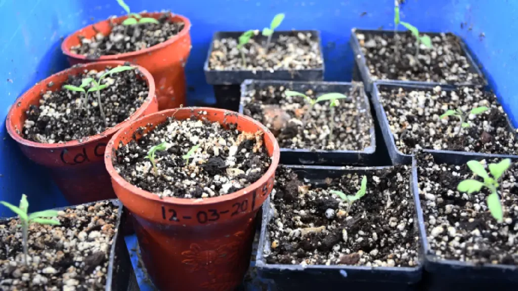 El estrés de las plantas y el nuevo virus del jitomate, temas de estudio en el Laboratorio de Cultivo de Tejidos Vegetales
