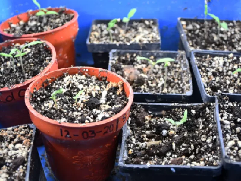 El estrés de las plantas y el nuevo virus del jitomate, temas de estudio en el Laboratorio de Cultivo de Tejidos Vegetales