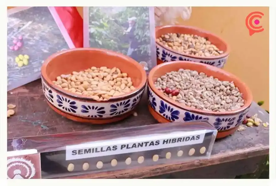 Vive la experiencia de la producción del café de Cuetzalan, el mejor de Puebla
