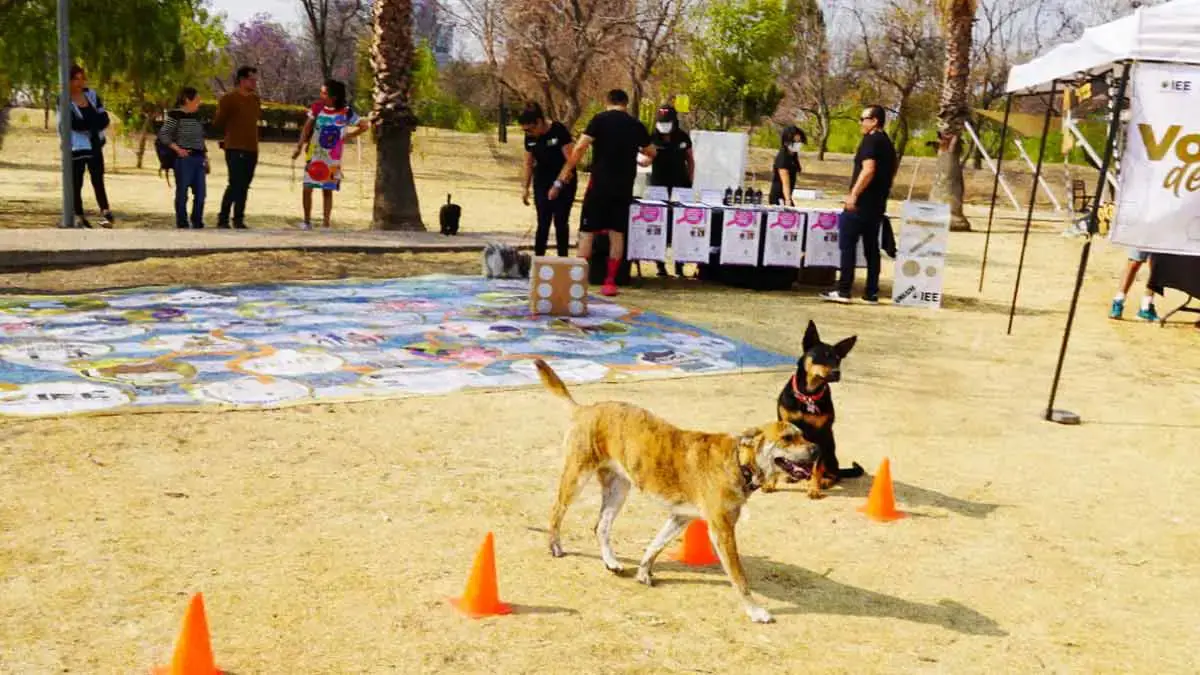 IEE Puebla promociona el voto con actividades para perros