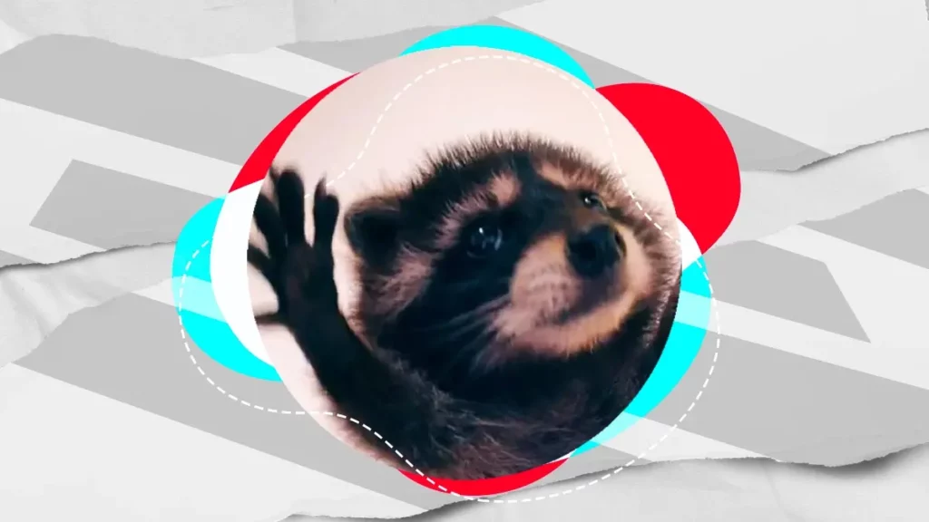 “Pedro, Pedro, Pedro”; el origen del mapache viral de TikTok