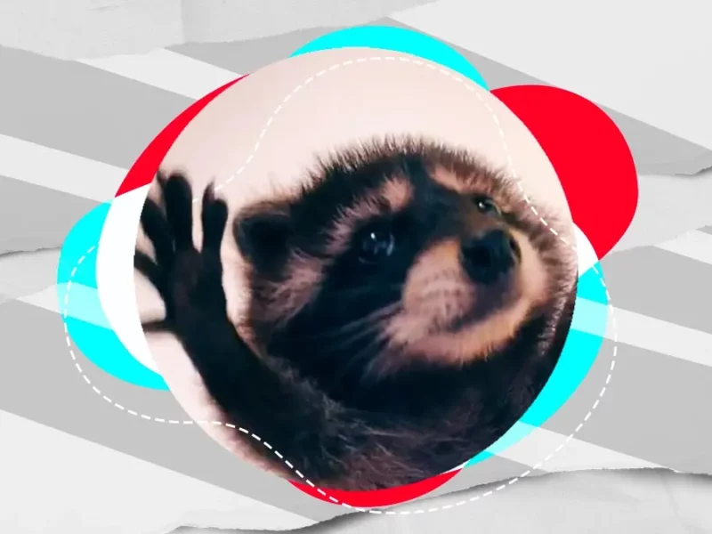 “Pedro, Pedro, Pedro”; el origen del mapache viral de TikTok