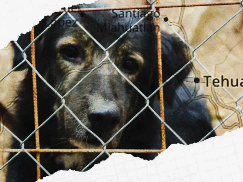 Un hombre mató a balazos y envenenó a cinco perros en Tehuacán 