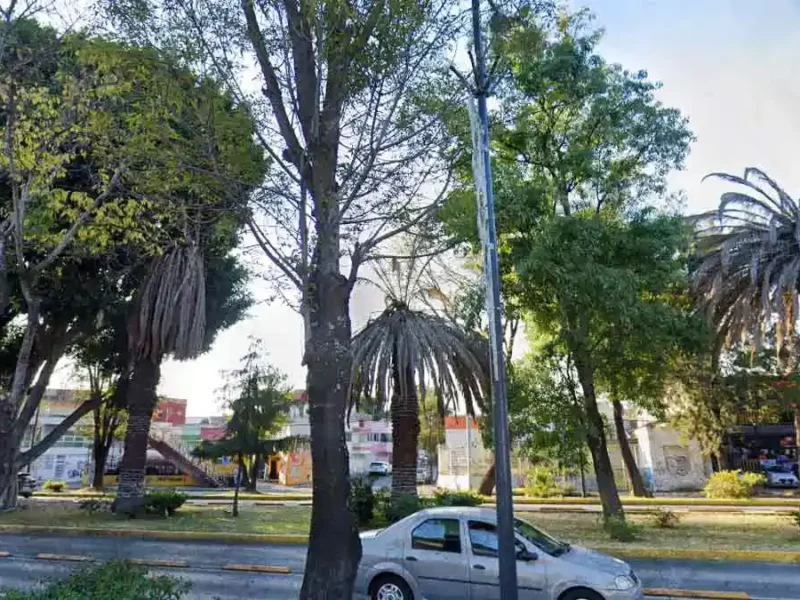 Ayuntamiento de Puebla comenzó labores de sustitución de tres palmeras en la zona del CENHCH
