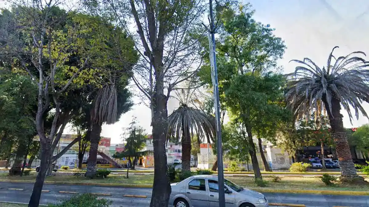 Ayuntamiento de Puebla comenzó labores de sustitución de tres palmeras en la zona del CENHCH