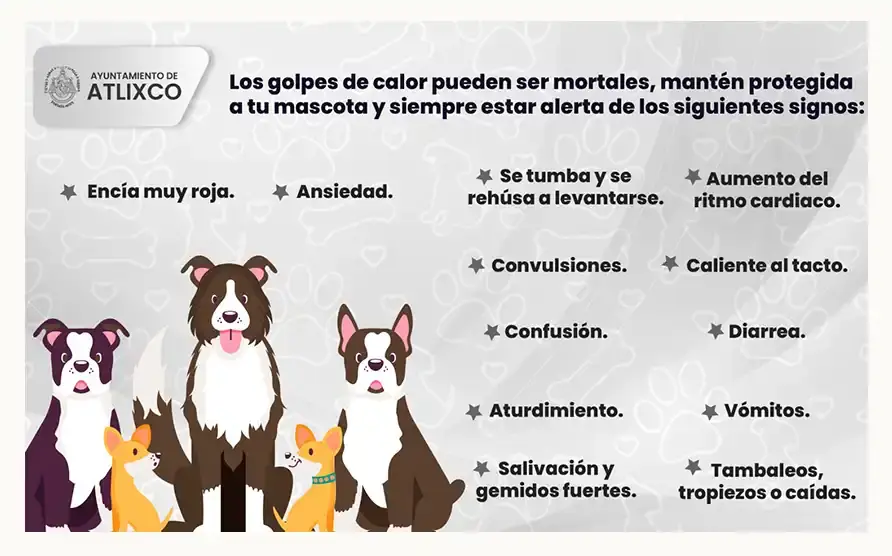 Bienestar animal Atlixco invita a cuidar a tus mascotas durante esta temporada de calor