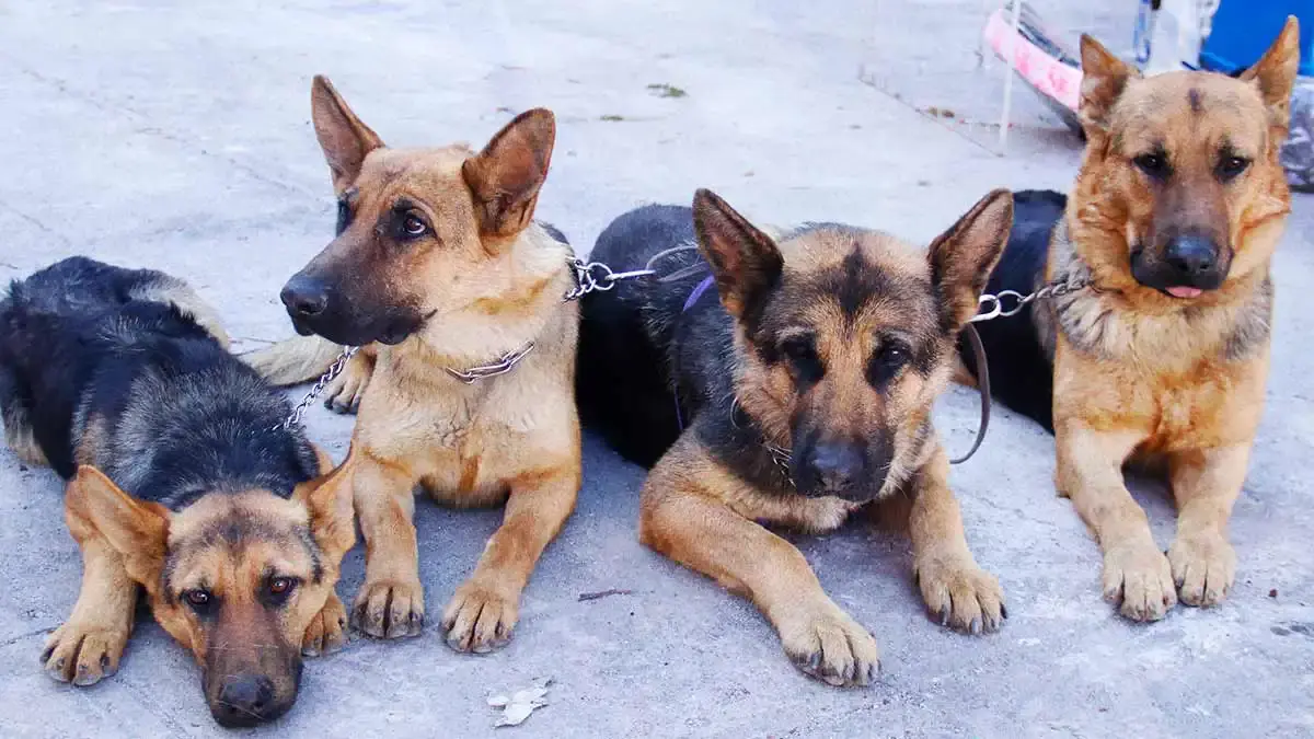 Bienestar animal Atlixco invita a cuidar a tus mascotas durante esta temporada de calor