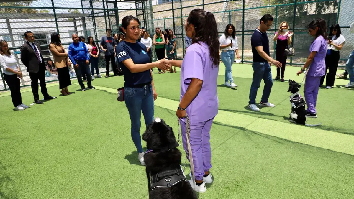 Ayuntamiento de Puebla informa servicios asistidos con canes para la atención de la salud mental