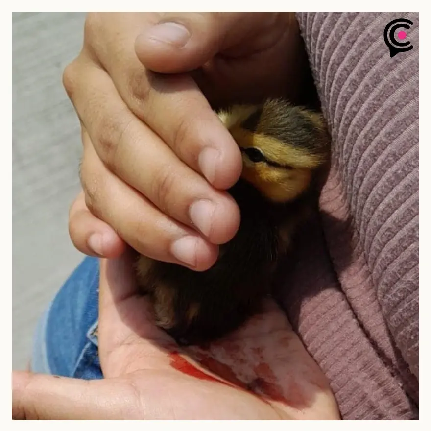 Automovilista aplasta a familia de patitos frente al CCU, Puebla