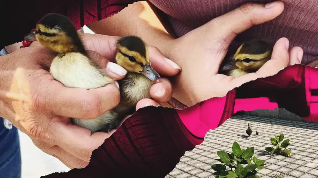Automovilista aplasta a familia de patitos frente al CCU, Puebla 
