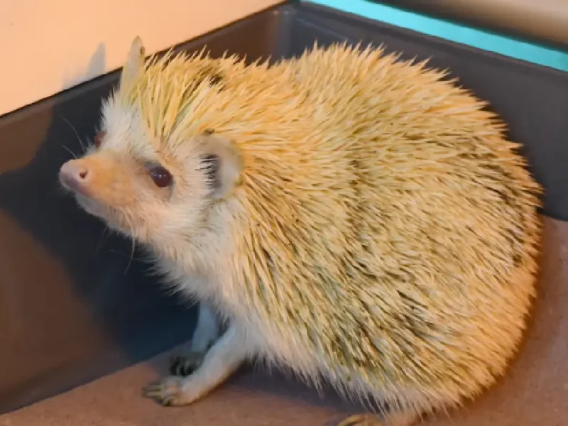 Adquiere equipo de última generación el Hospital Veterinario de Pequeñas Especies