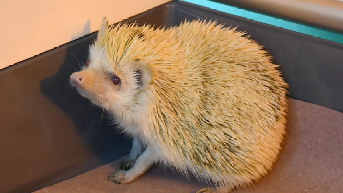 Adquiere equipo de última generación el Hospital Veterinario de Pequeñas Especies