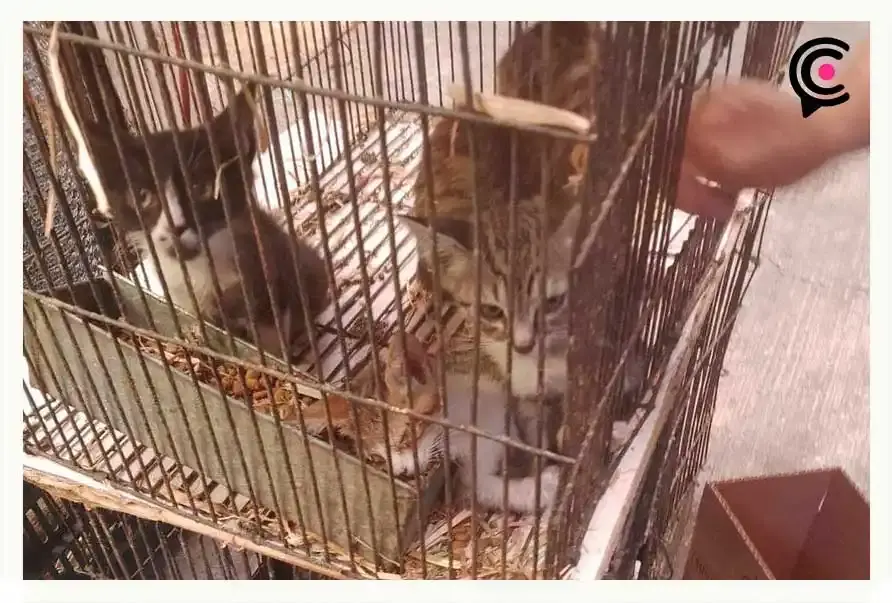 Denuncian maltrato animal en establecimiento del Mercado Hidalgo en Puebla  